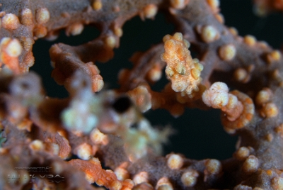 Philippines 2023 - Anilao - DSC07263 Pygmy seahorse  Hippocampe pygmee  Hippocampus bargibanti